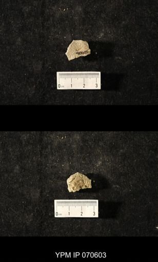 Favosites louisvillensis