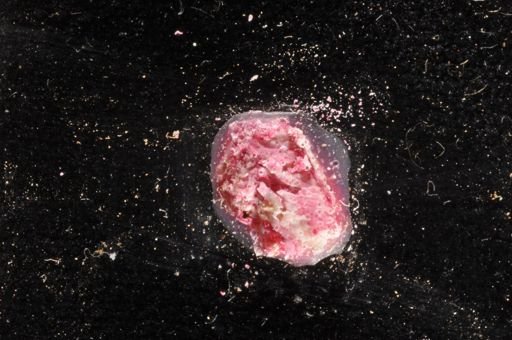 Schizomavella auriculata?