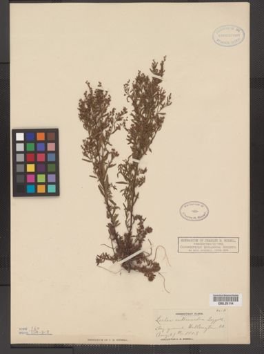 Lechea intermedia
