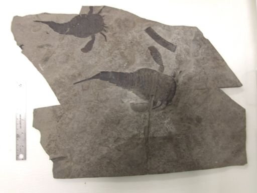 Eurypterus remipes lacustris