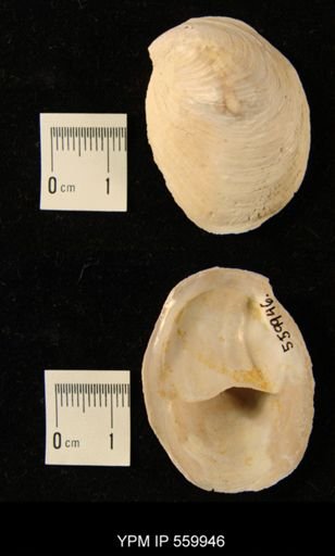 Crepidula plana