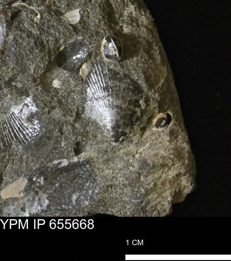 Oxytoma (Hypoxytoma) nebrascana