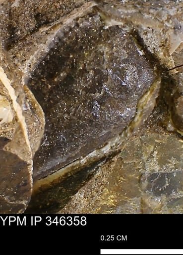 undet. Bivalvia