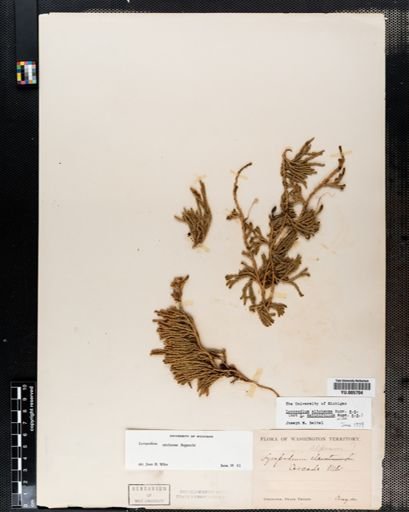 Lycopodium