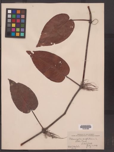 Polygonum amphibium