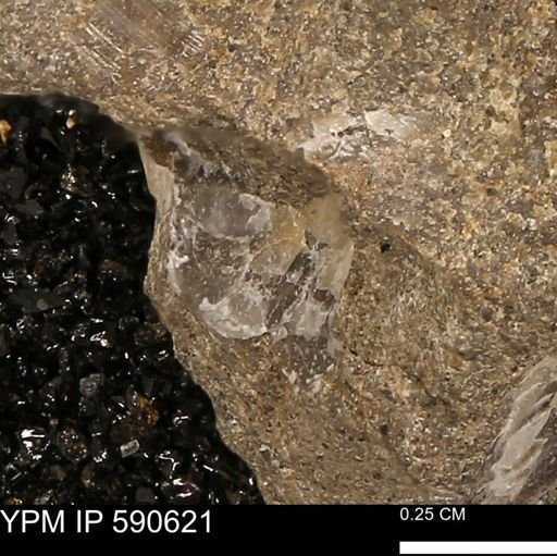 Ostrea sp.