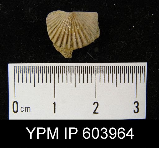 Leptocoelia flabellites