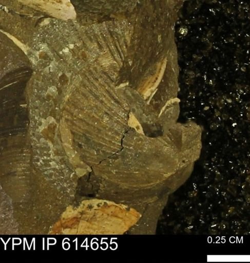 Oxytoma (Hypoxytoma) nebrascana