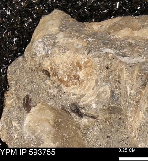 Baculites sp.