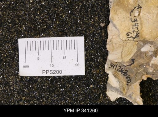 Inoceramus sp.