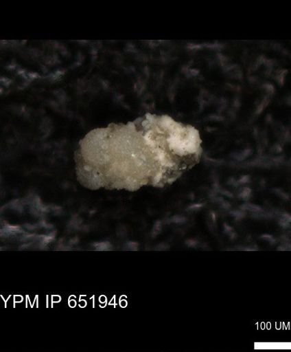 undet. Foraminiferida