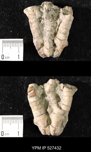 Iocrinus subcrassus