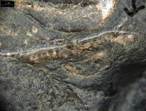 Aplocoma damesii