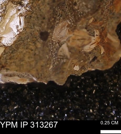 Corbicula