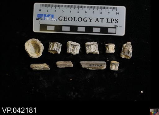 undet. Actinopterygii