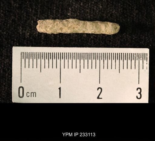 Archaeocidaris sp.