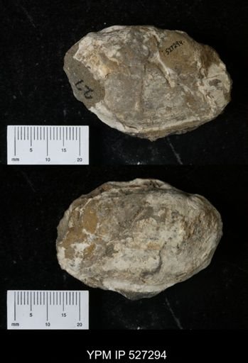 undet. Bivalvia