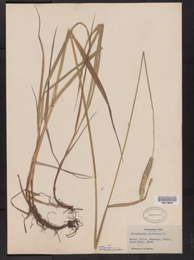 Alopecurus pratensis