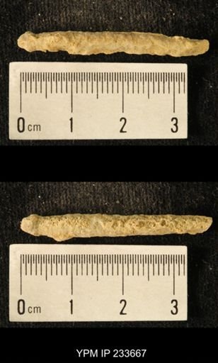 Archaeocidaris sp.