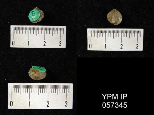 Uncinulus wadei