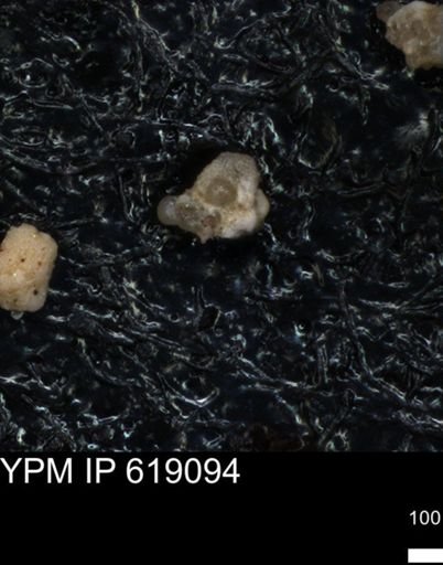 undet. Foraminiferida