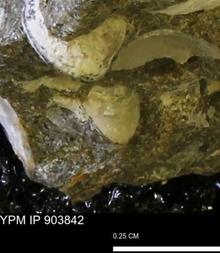 Corbulamella?