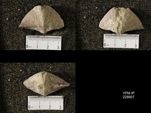 Neospirifer sp.