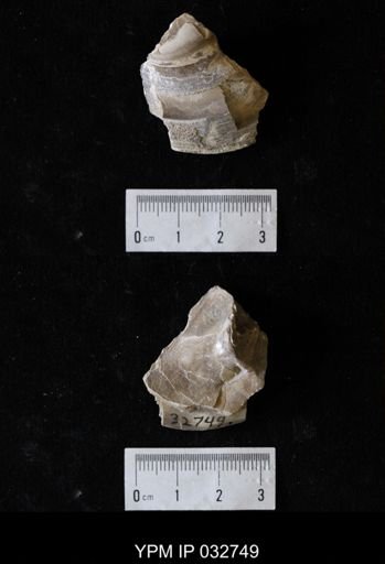 Plesielliptio sp.