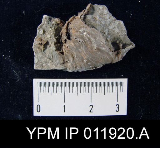 Richthofenia permiana