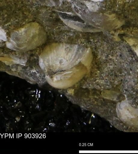 Corbulamella sp.