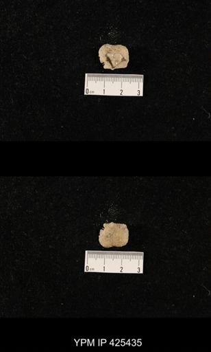 Echinosteges tuberculatus