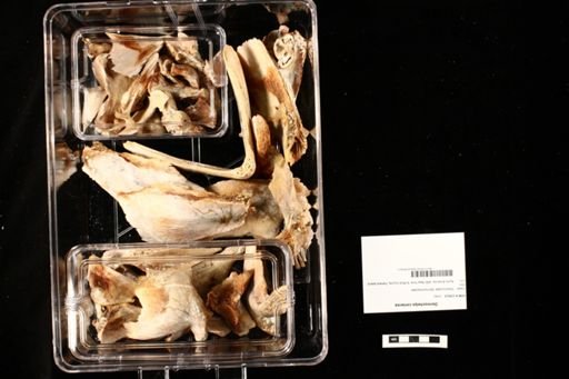 Dermochelys coriacea