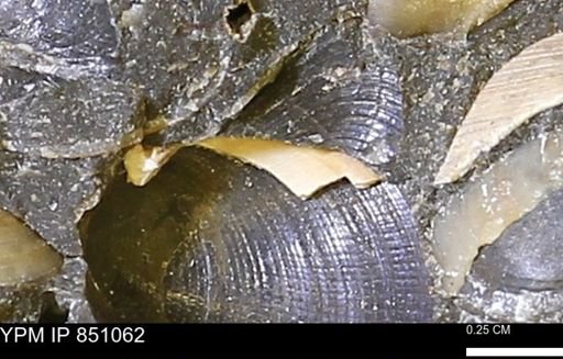Limopsis striatopunctatus