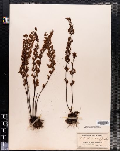 Cheilanthes vestita