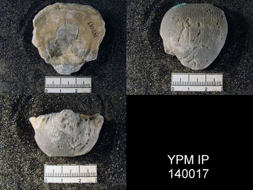 Linoproductus lineatus