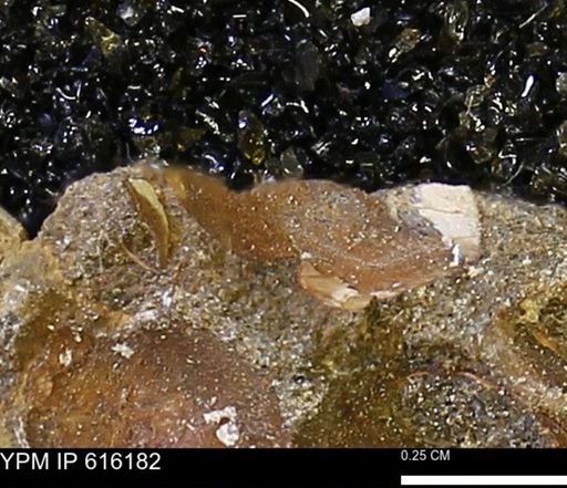 Protocardia subquadrata