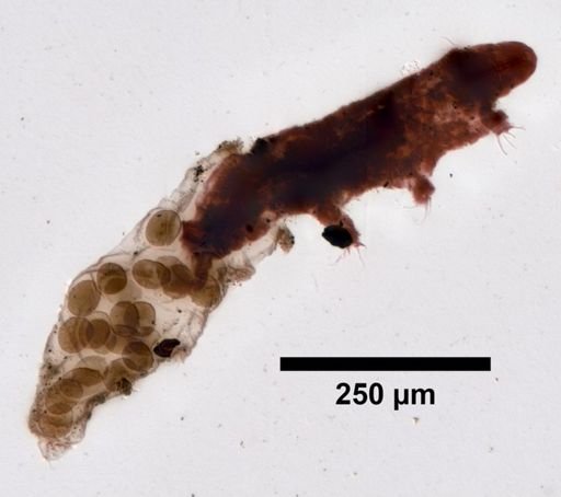 Dactylobiotus