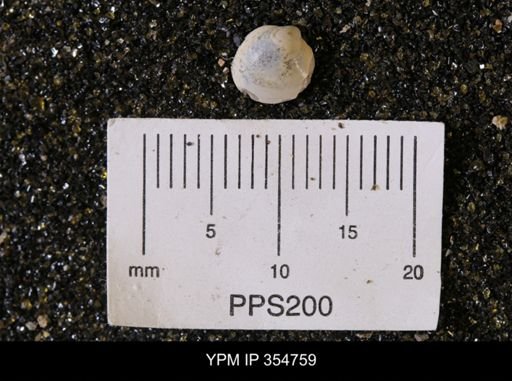 Limopsis striatopunctatus