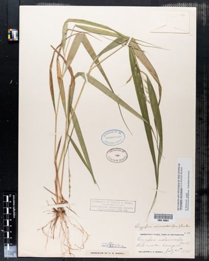 Oryzopsis racemosa