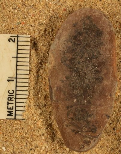 Annularia sp.
