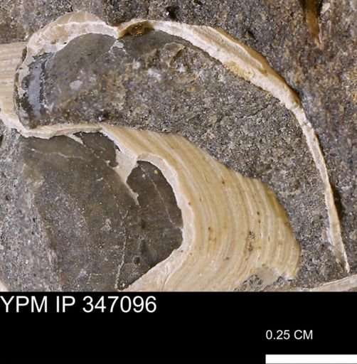 undet. Bivalvia