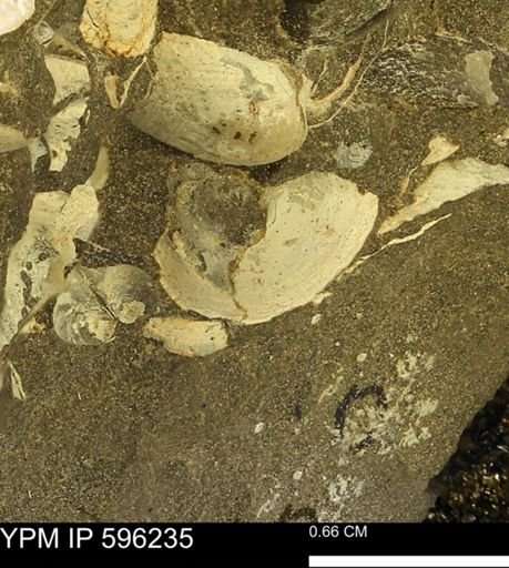 Limopsis striatopunctatus