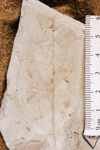 Populus balsamoides