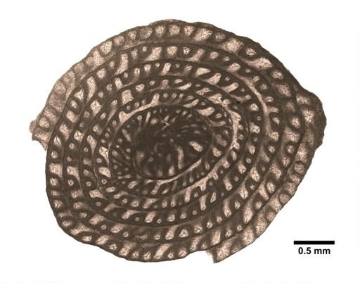 Polydiexodina capitanensis