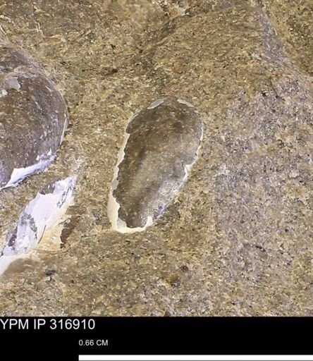 Phelopteria