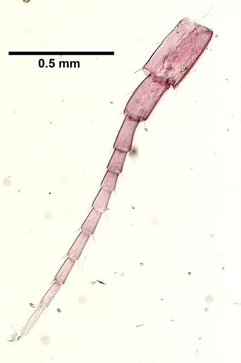 Hyalella cf. azteca
