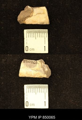 Baculites