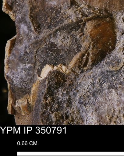 undet. Bivalvia