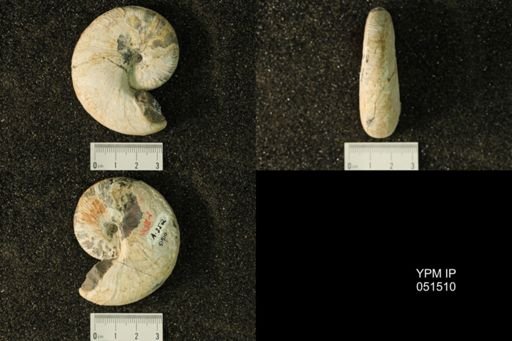 Hoploscaphites nicolletii