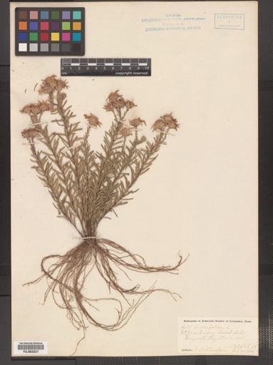 Ionactis linariifolius